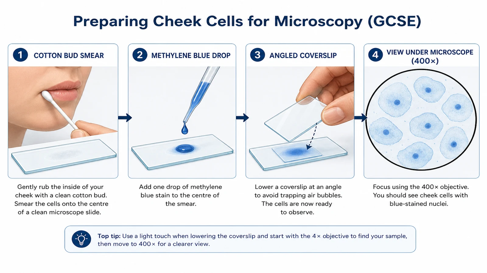 Step-by-step GCSE cheek cell slide preparation with methylene blue stain viewed at 400x magnification